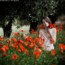 Las Vidas de Bruma: Amapola Las Vidas de Bruma: Amapola