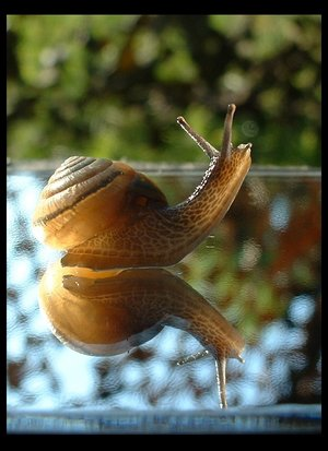 good-morning-snail-by-halcyonschism.bmp
