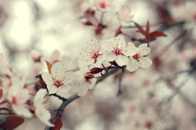 almond_blossom_by_guytz