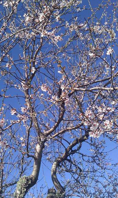 almendros